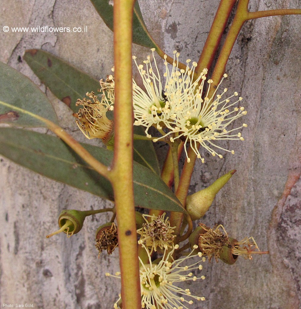 Eucalyptus falcata